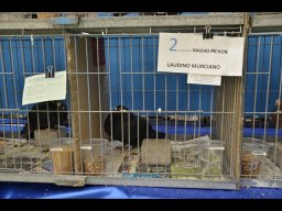 Concurso de Palomas 2012